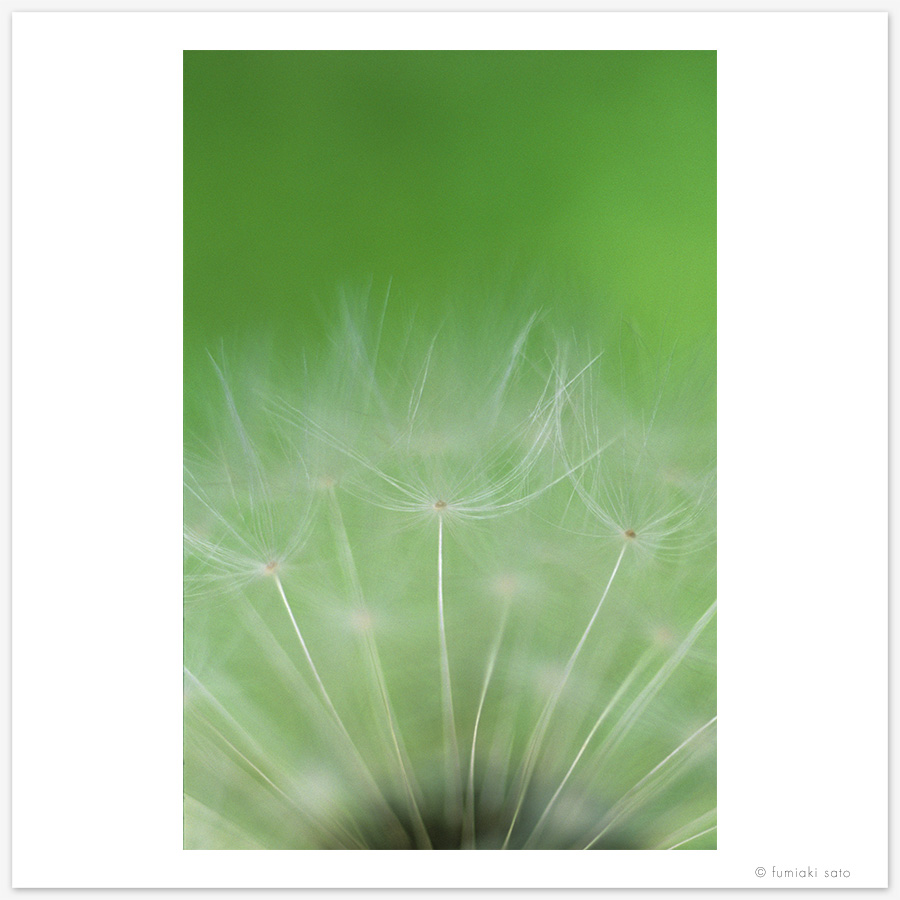 たんぽぽの綿毛