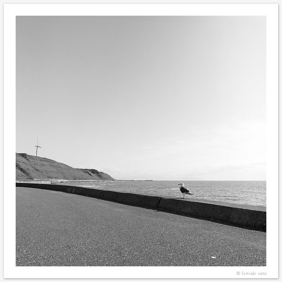 カモメは、しばらく僕と遊んでくれた